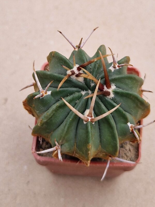 Echinofossulocactus coptonogonus