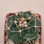 20260818_165202 Thelocactus bueckii