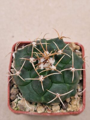 Thelocactus bueckii