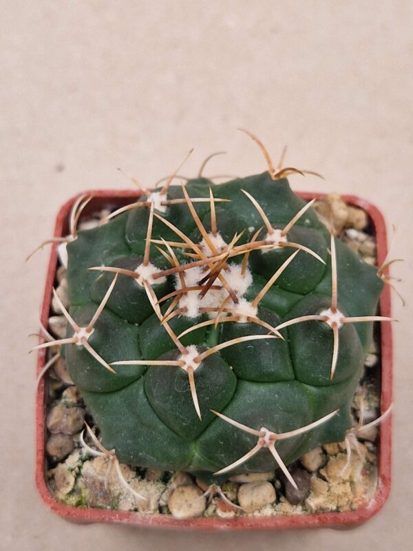 Thelocactus bueckii