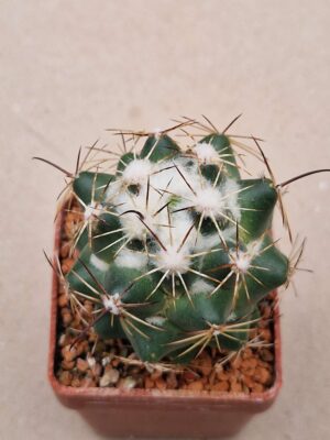 20260818_165236 Coryphantha cornifera v schwarziana