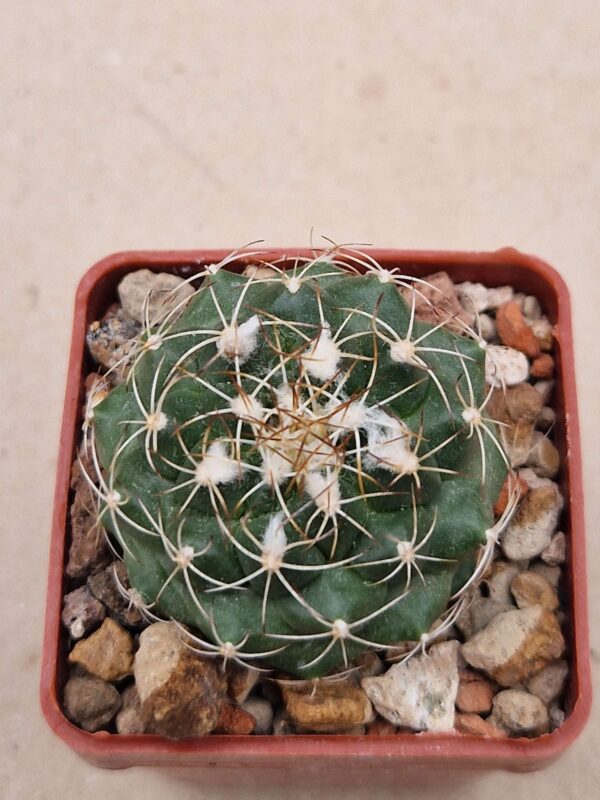 Turbinicarpus lauii