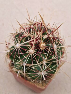 Thelocactus bicolor v pottsii