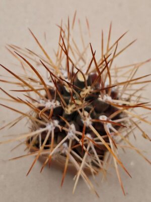 20260818_165340 Gymnocalycium pungens
