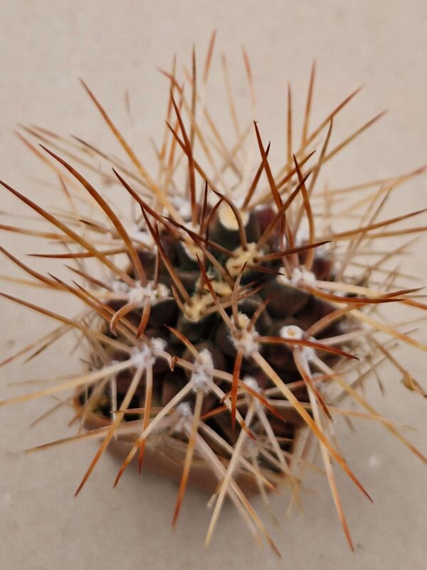 Gymnocalycium pungens