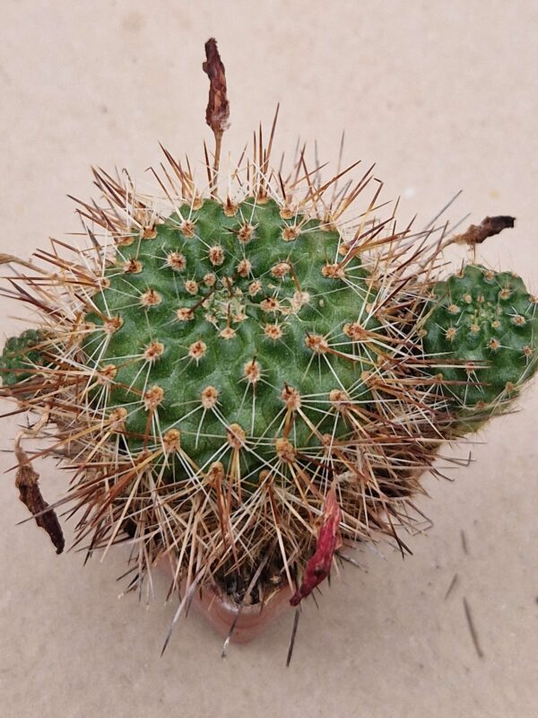 Aylostera robustispina