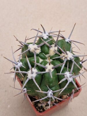 20260818_171407 Gymnocalycium achirasense