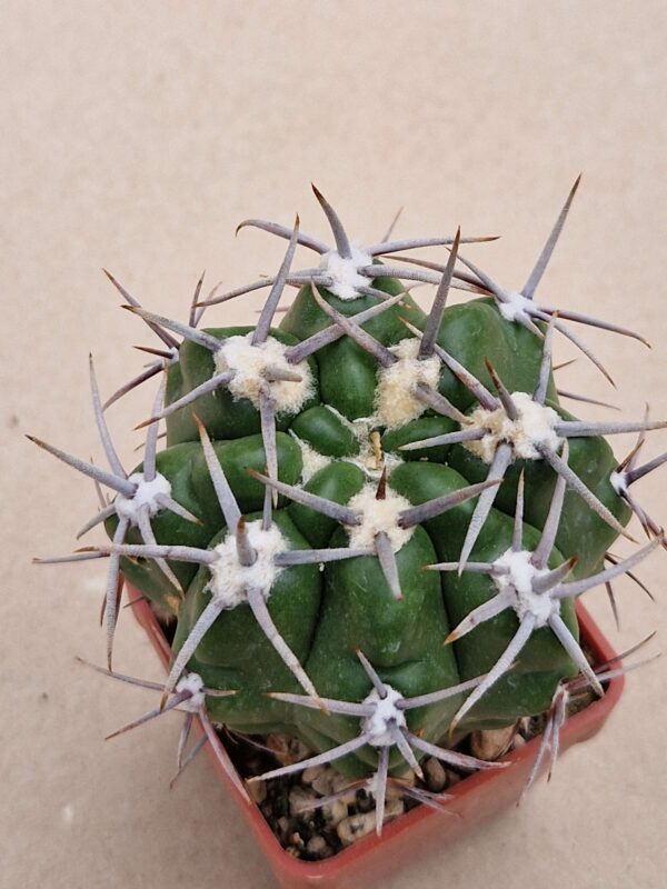 Gymnocalycium achirasense