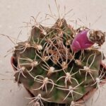 20260818_171424 Gymnocalycium sp Parajan