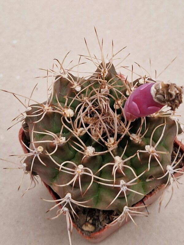 Gymnocalycium sp Parajan