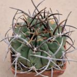 20260818_171450 Neochilenia paucicostata