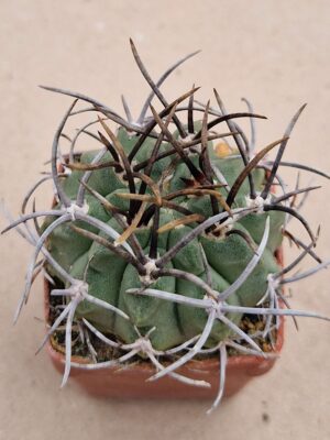 20260818_171450 Neochilenia paucicostata