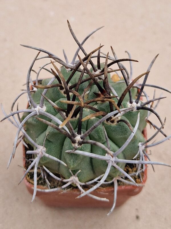Neochilenia paucicostata