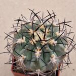 Acanthocalycium catamarcense