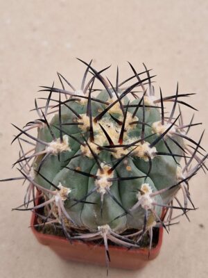 20260818_171508 Acanthocalycium catamarcense