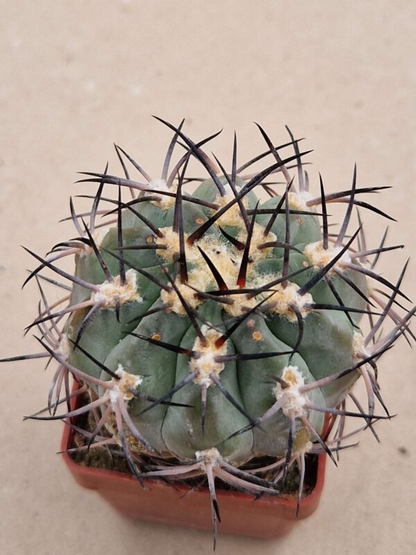 Acanthocalycium catamarcense
