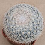 20260819_104536 Mammillaria candida