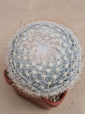 20260819_104536 Mammillaria candida