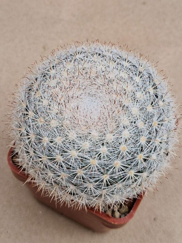 Mammillaria candida