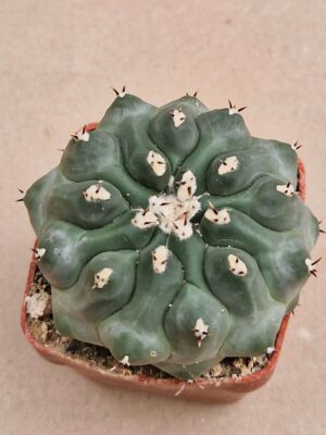 20260819_104600 Thelocactus phymatothelos