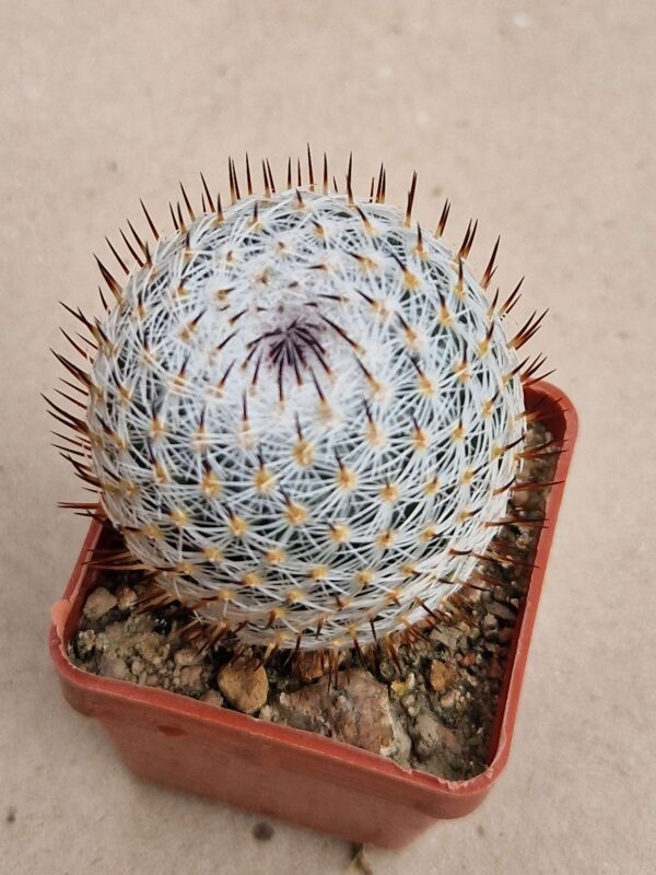 Mammillaria elegans