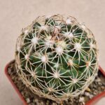 20260819_105724 Coryphantha pycnacantha