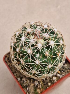 20260819_105724 Coryphantha pycnacantha