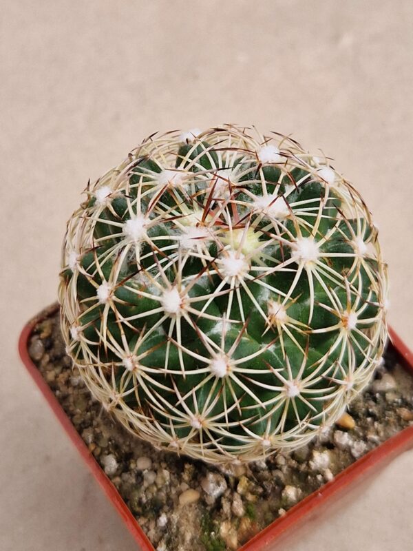 Coryphantha pycnacantha