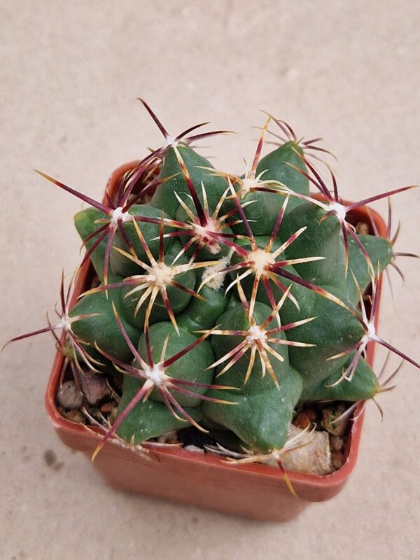 Thelocactus heterochromus