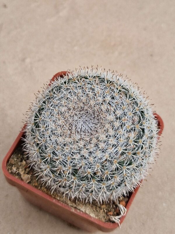 Mammillaria supertexta