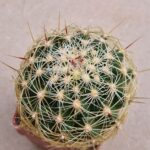 20260819_105847 Thelocactus bicolor v flavidispinus