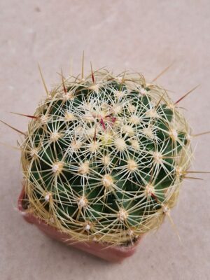 20260819_105847 Thelocactus bicolor v flavidispinus