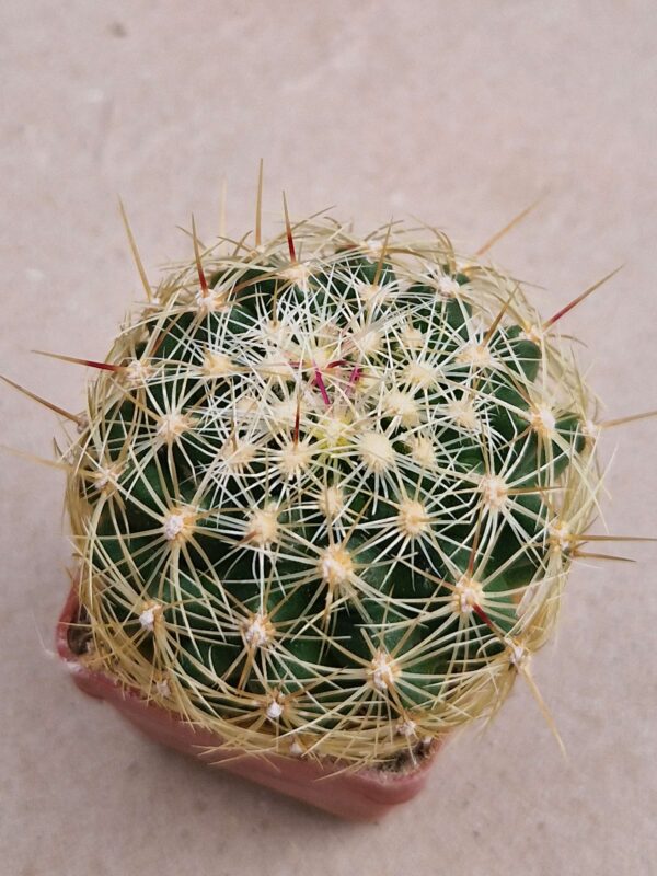Thelocactus bicolor v flavidispinus
