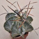 20260819_151307 Astrophytum niveum