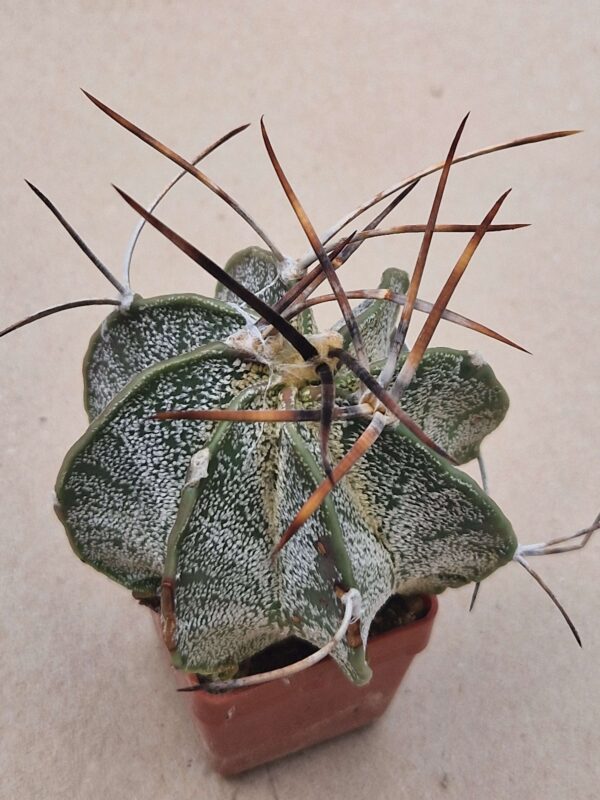 Astrophytum niveum