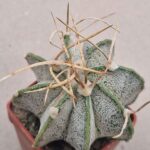 20260819_151327 Astrophytum niveum