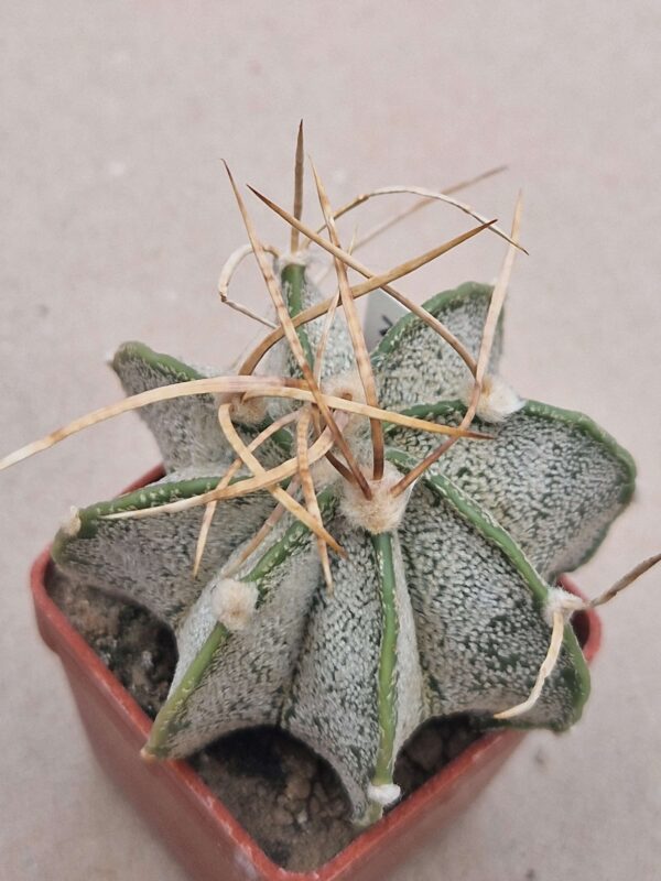 Astrophytum niveum