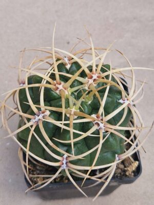 20260819_153514 Gymnocalycium multiflorum