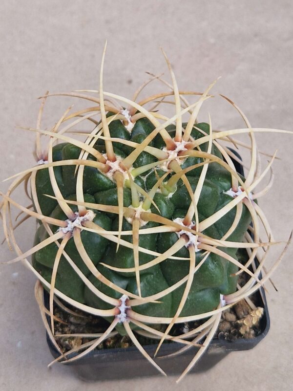 Gymnocalycium multiflorum