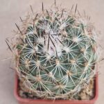 Gymnocactus beguinii v senilis