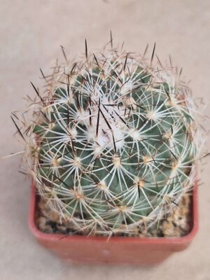 20260819_153538 Gymnocactus beguinii v senilis