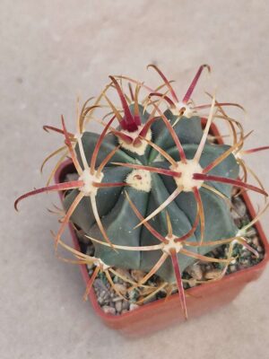 20260819_153555 Ferocactus macrodiscus