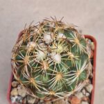 20260819_153615 Coryphantha radians