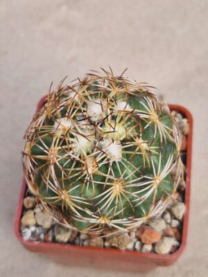 20260819_153615 Coryphantha radians