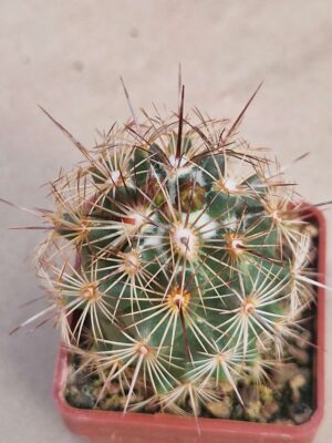 20260819_153647 Coryphantha pseudoechinus