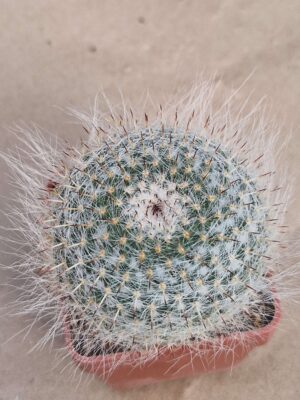 20260819_153655 Mammillaria hahniana v woodsii