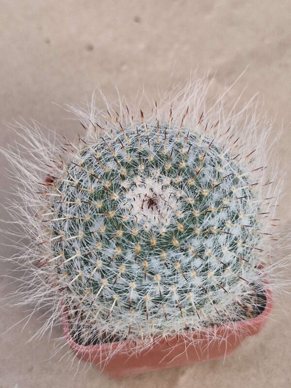 Mammillaria hahniana v woodsii