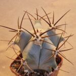 Echinocactus ingens