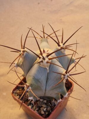 Echinocactus ingens