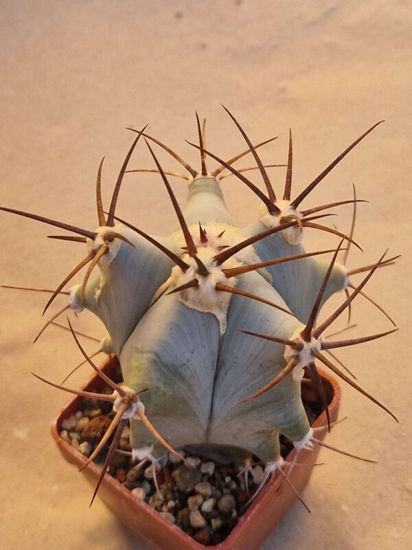 Echinocactus ingens